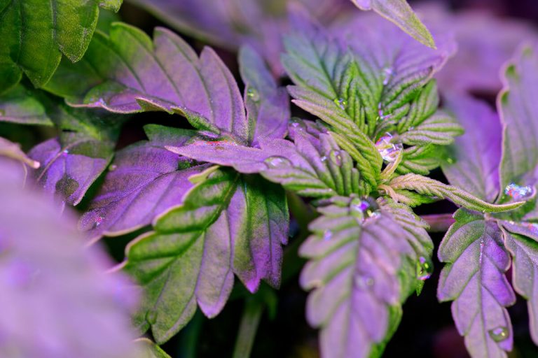 artificial lights help in plant growth