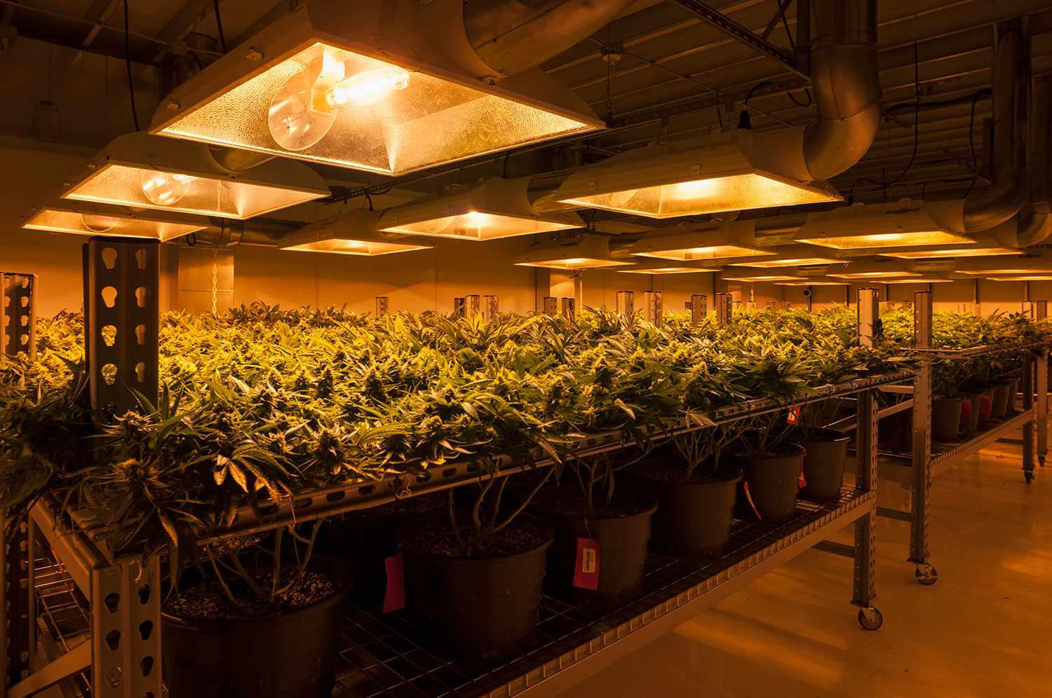 artificial lights help in plant growth