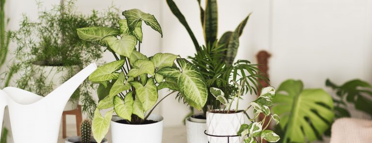 indoor air purification